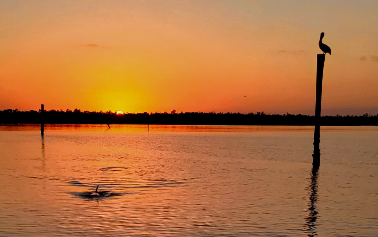 Private Sunset Shelling and Dolphin Tour