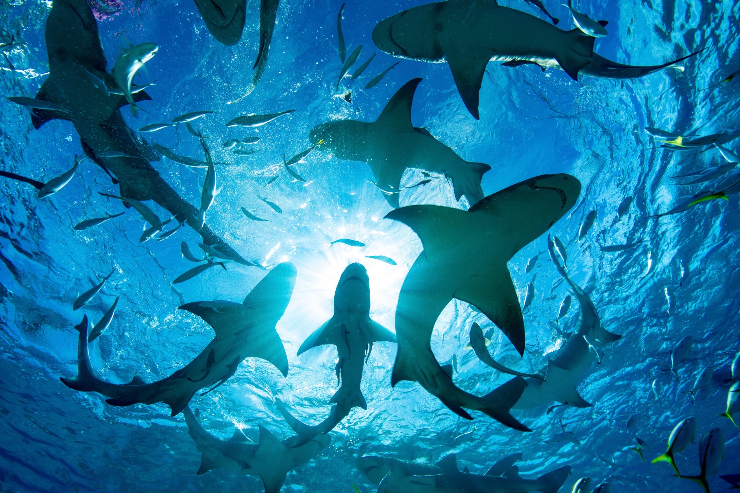 Cage-free Shark Tour