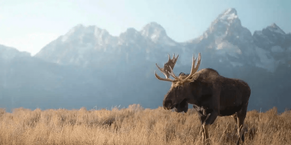 2 Day Yellowstone & Grand Teton Tour