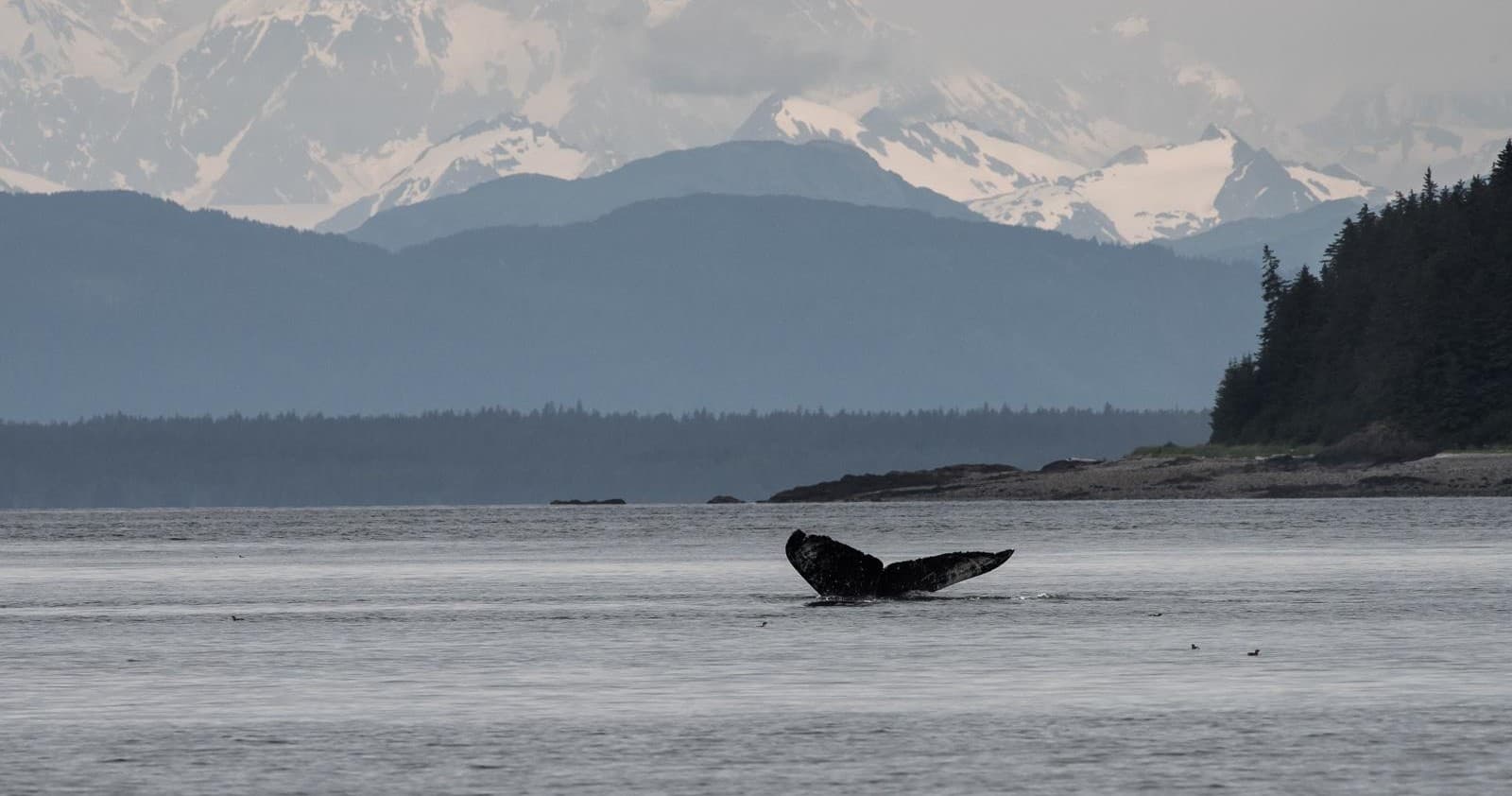 Whale Watching Tour