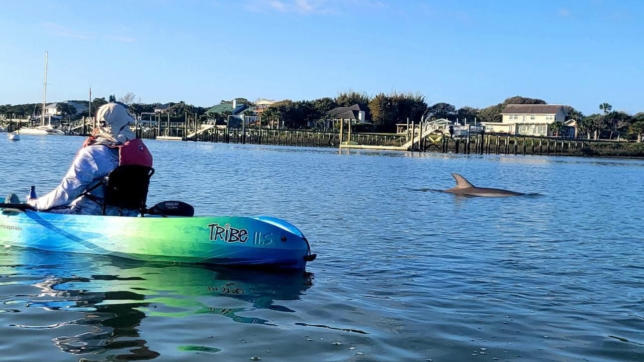 Kayaking St. Augustine's Original Dolphin Tour