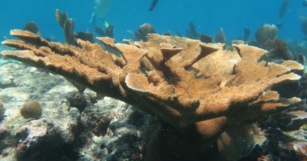 Marquesas Keys Island Wreck Hop with Snorkel Gear