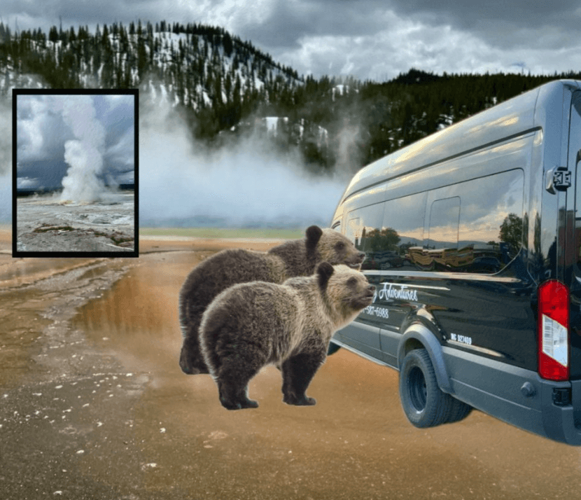 Yellowstone Wildlife And Photo “Upper Loop”  Small Group All-Inclusive Tours!