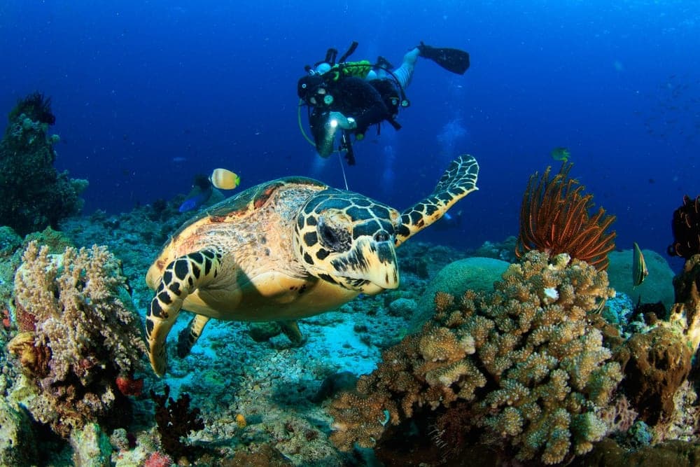 Coral Reef Dives