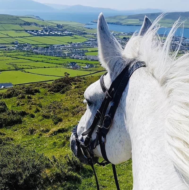 The Shamrock Trail