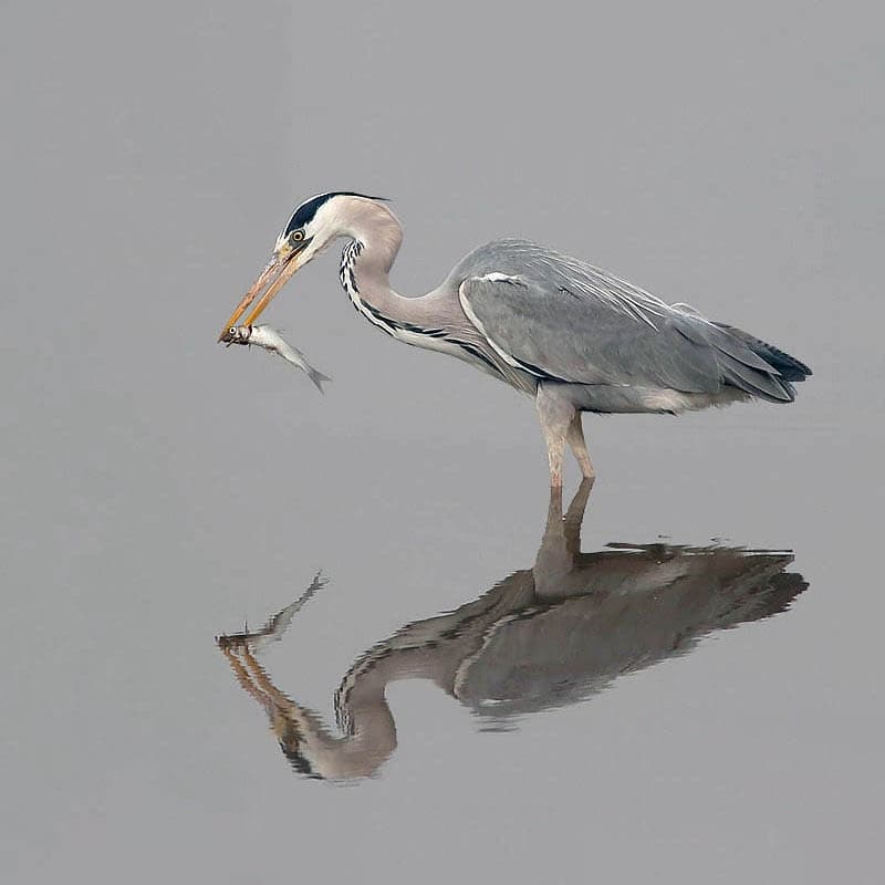 Observação de Aves