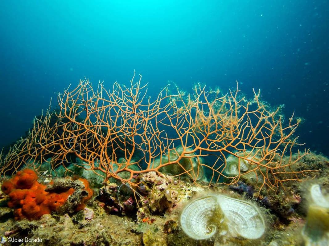Inmersión de buceo en las Gorgonias