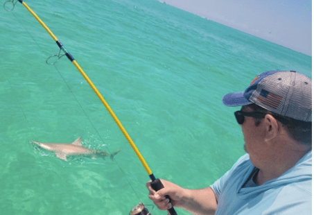 Shark + Fish