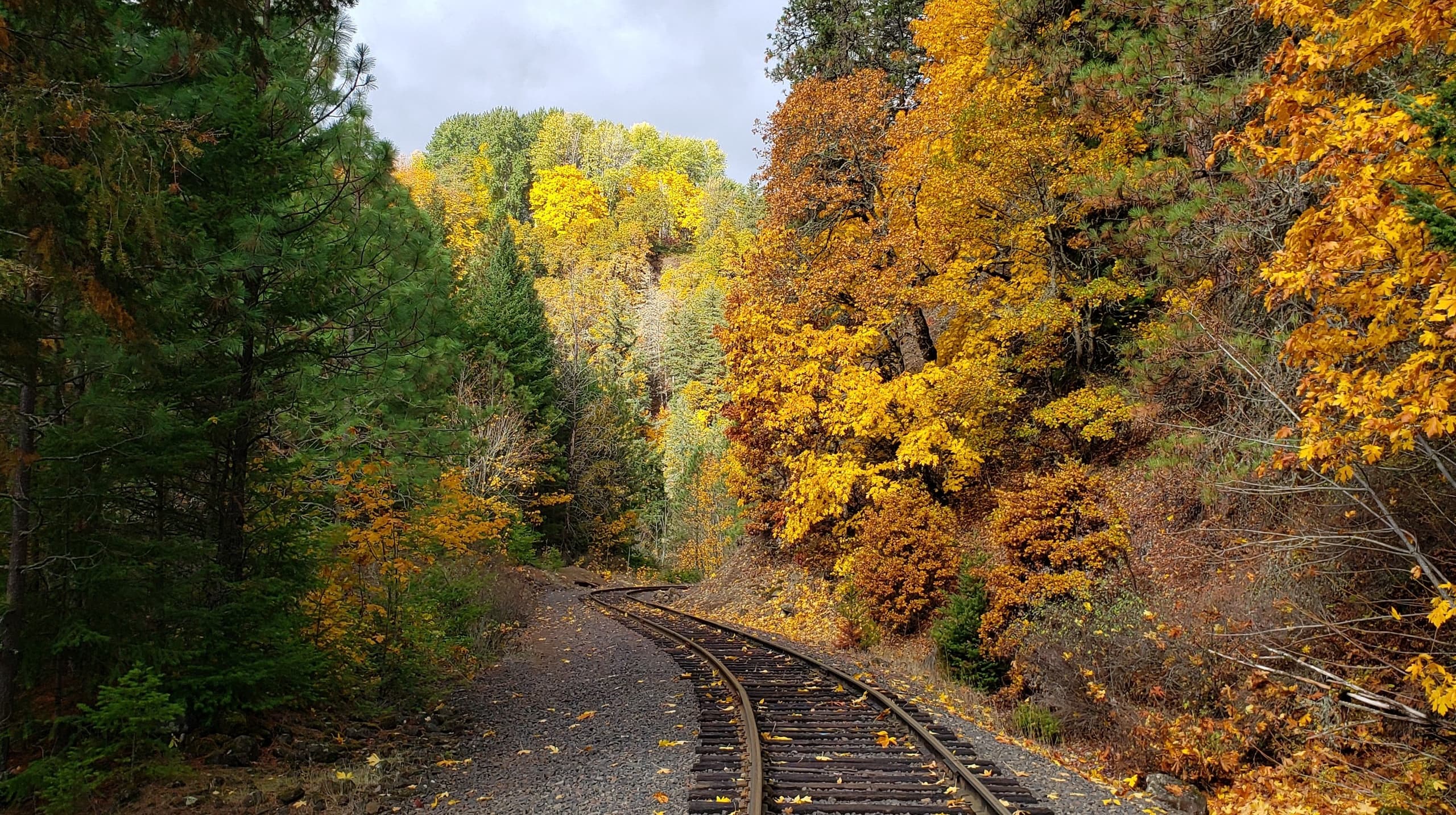 Fall Train