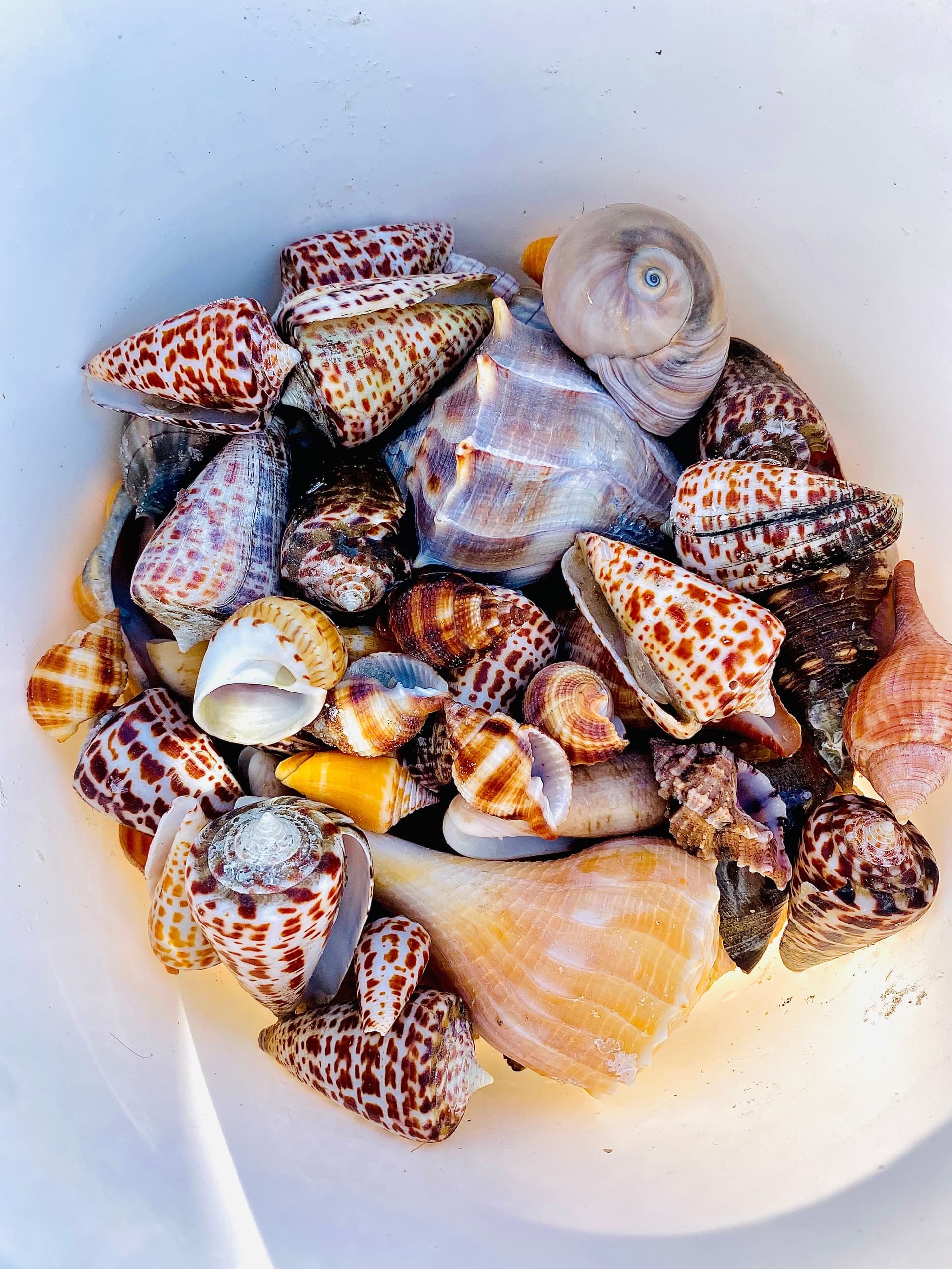 Private 10,000 Islands Shelling Tour