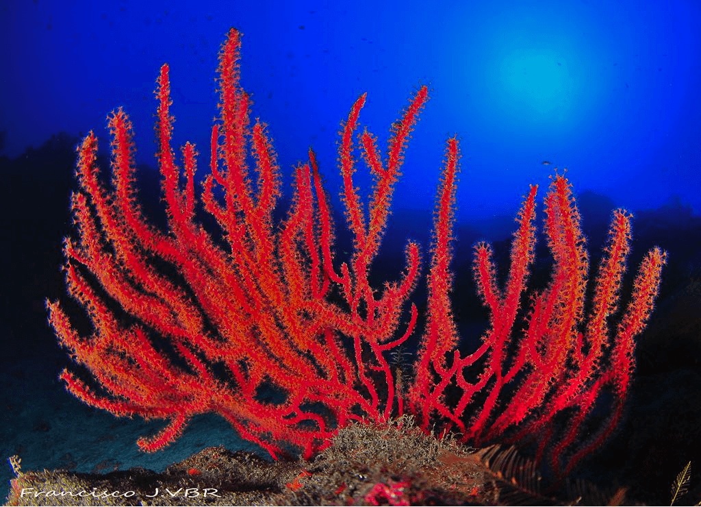 Especialidad de buceo nocturno SSI