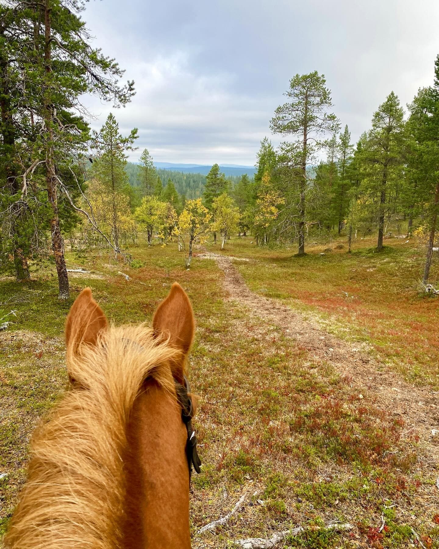 Try the Trail