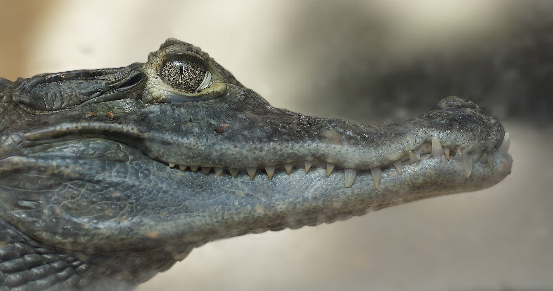 Crocodile Feeding