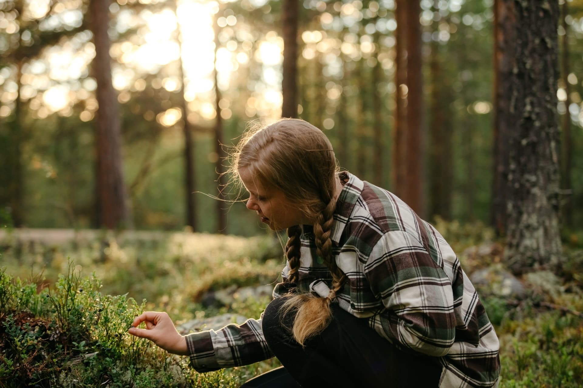 Foraging Lappish wild food