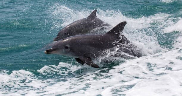 Dolphin Cruise