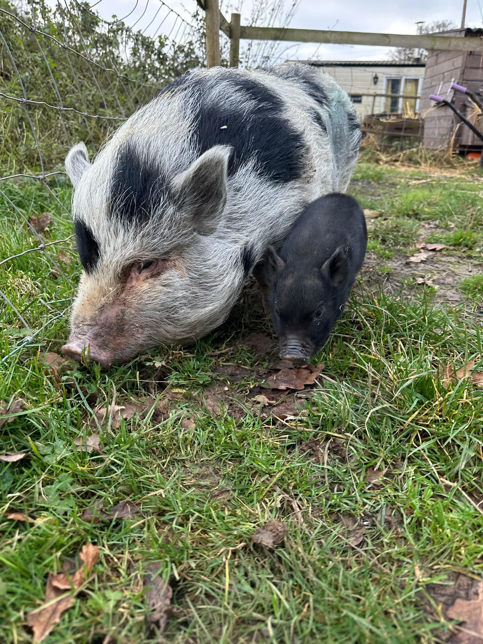 Piggy Experience