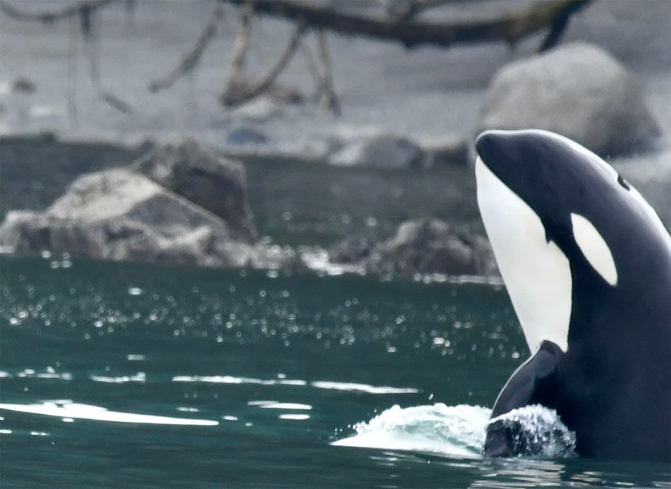 Whale Watch - Deer Harbor