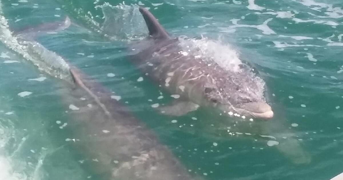 Public Sandbars, Dolphins & Sunset Excursion