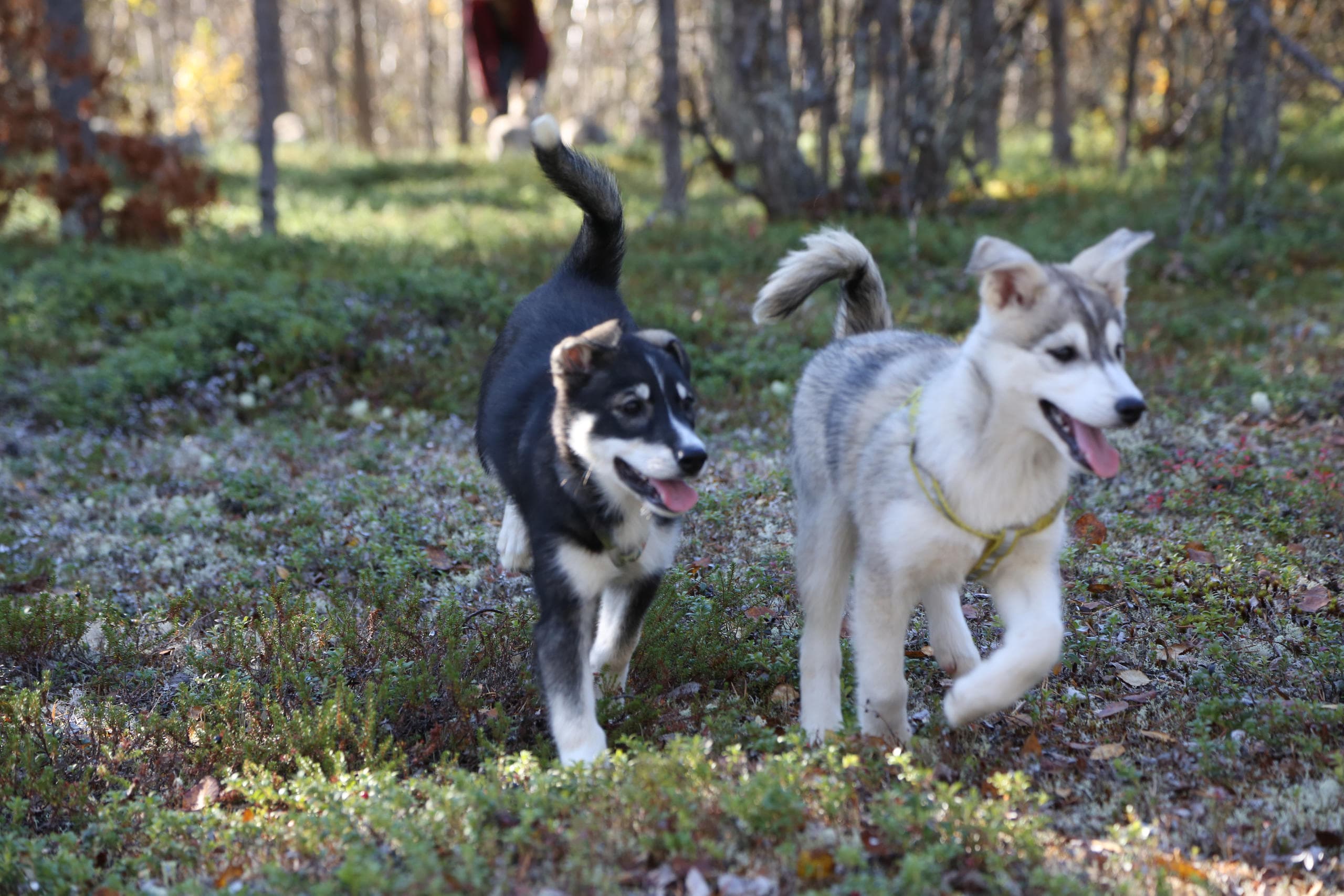 GUIDED TOUR OF OUR AWARD-WINNING HUSKY FARM