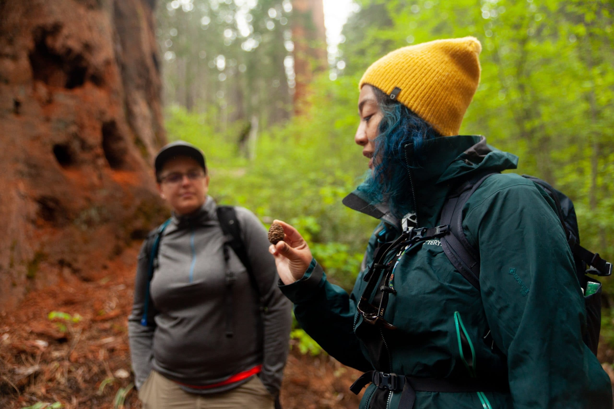Yosemite Full Day Small Group Valley Tour & Hike