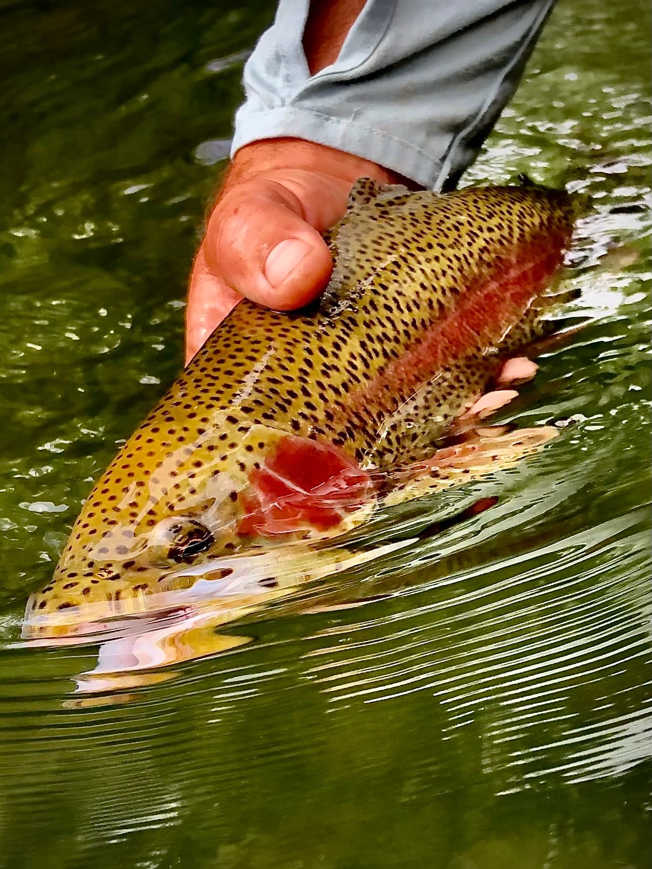 Watauga River Wade