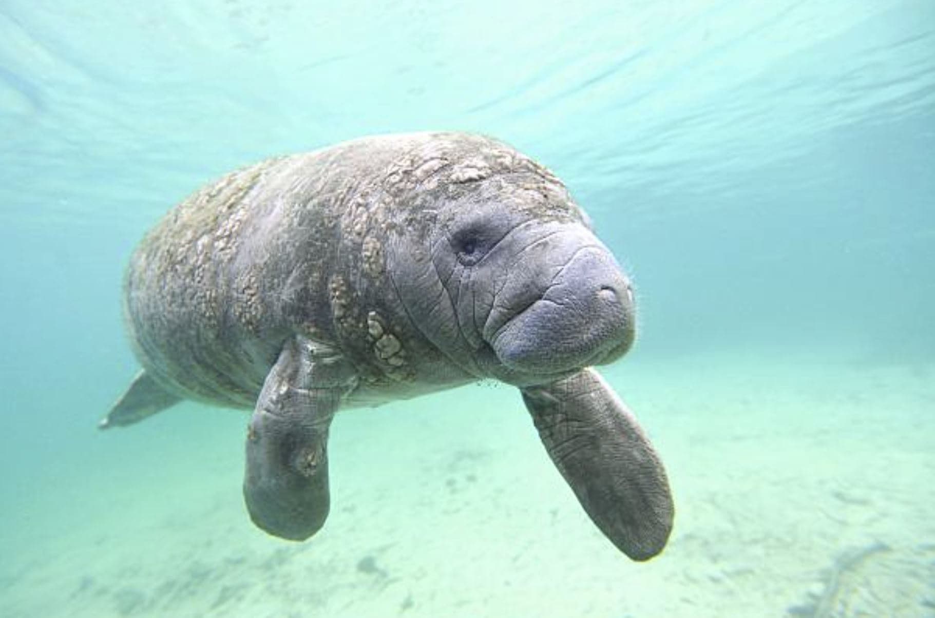 3 Hour Private Manatee PLUS+ 22ft Deluxe Funchaser