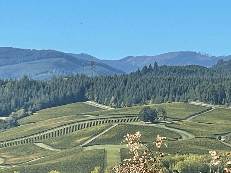 Elevated Wine Experience