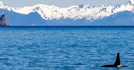 Private Bay tour