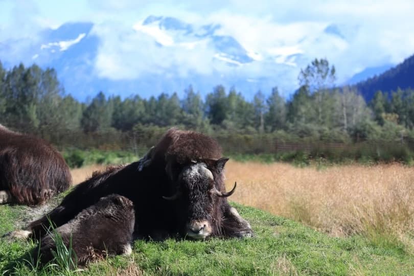 AK Wildlife and Grandview Train Tour