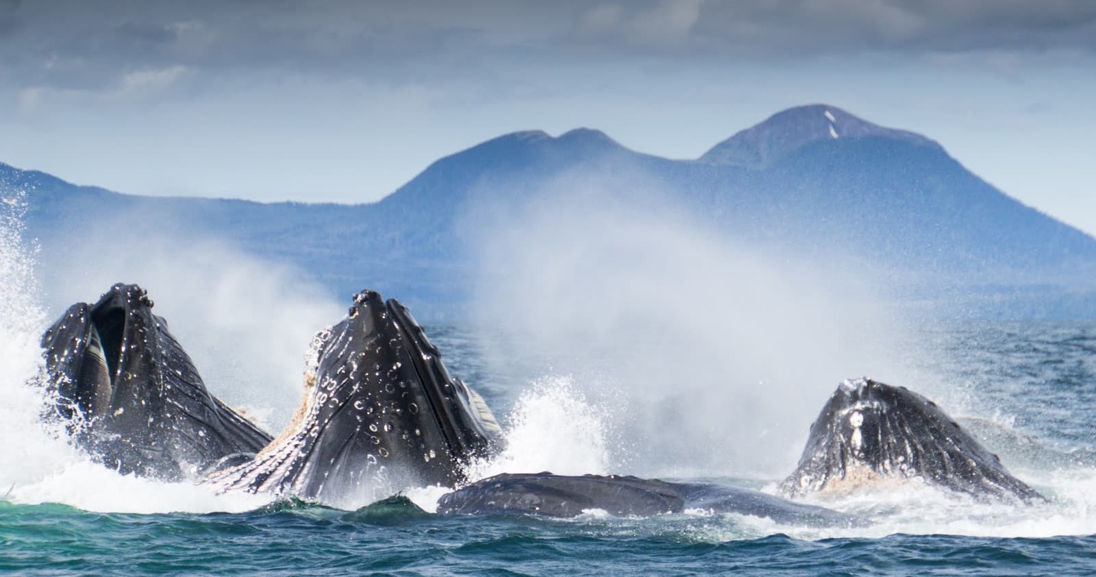 Wildlife Boat Tour