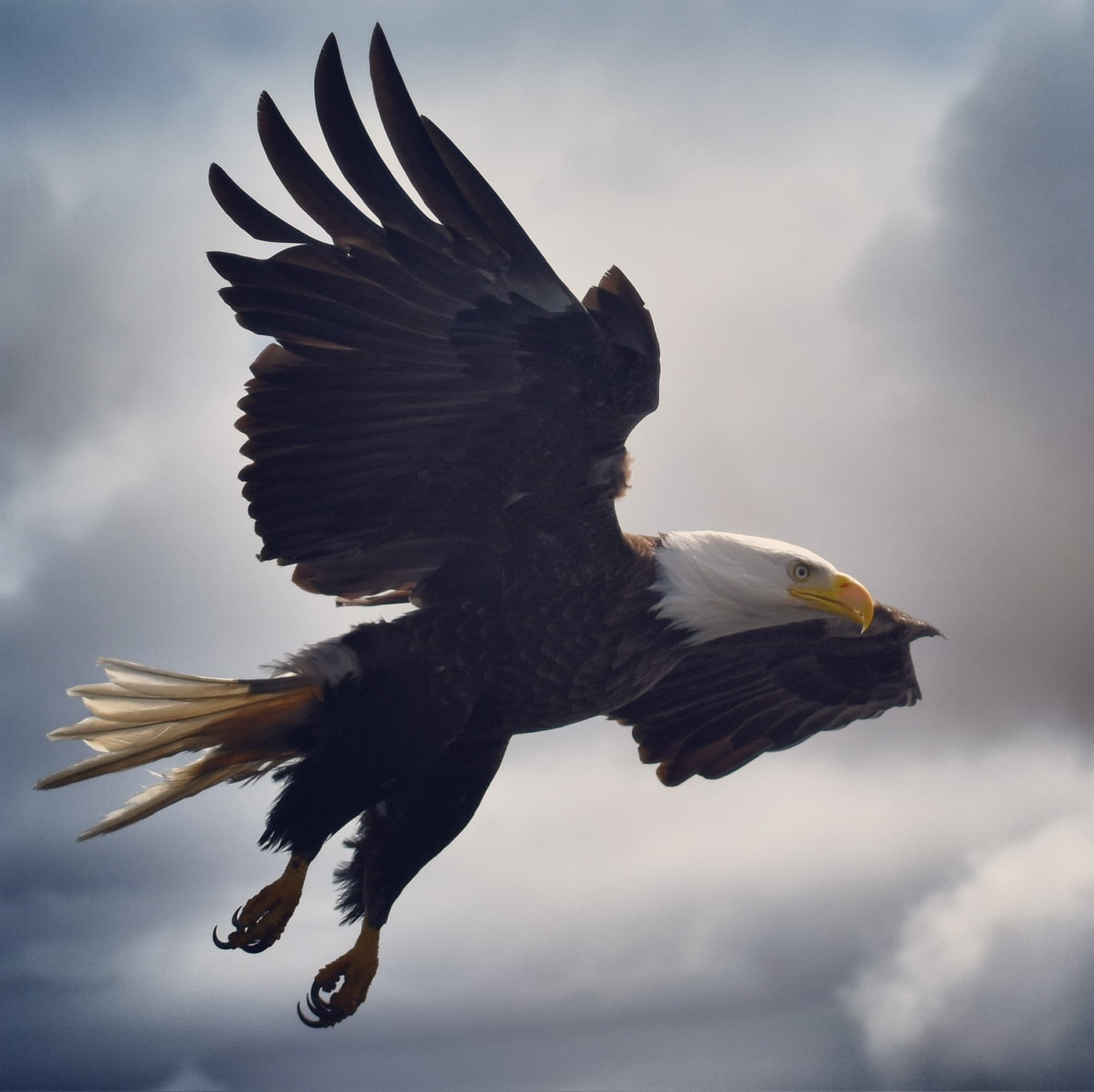 Ketchikan Express Wildlife Viewing, Eagle Feeding & Whale Watching