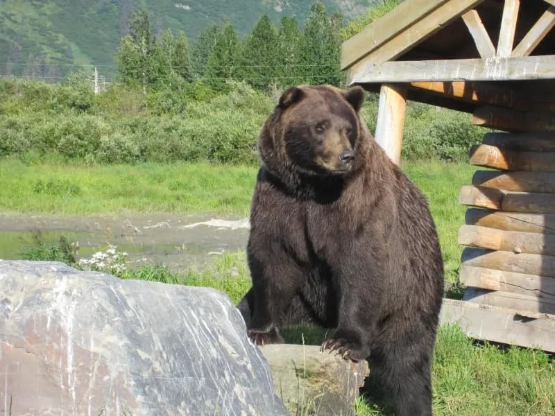 Winter - Alaska Wildlife Conservation Center Express