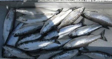 Guided Kokanee Salmon Fishing Charter