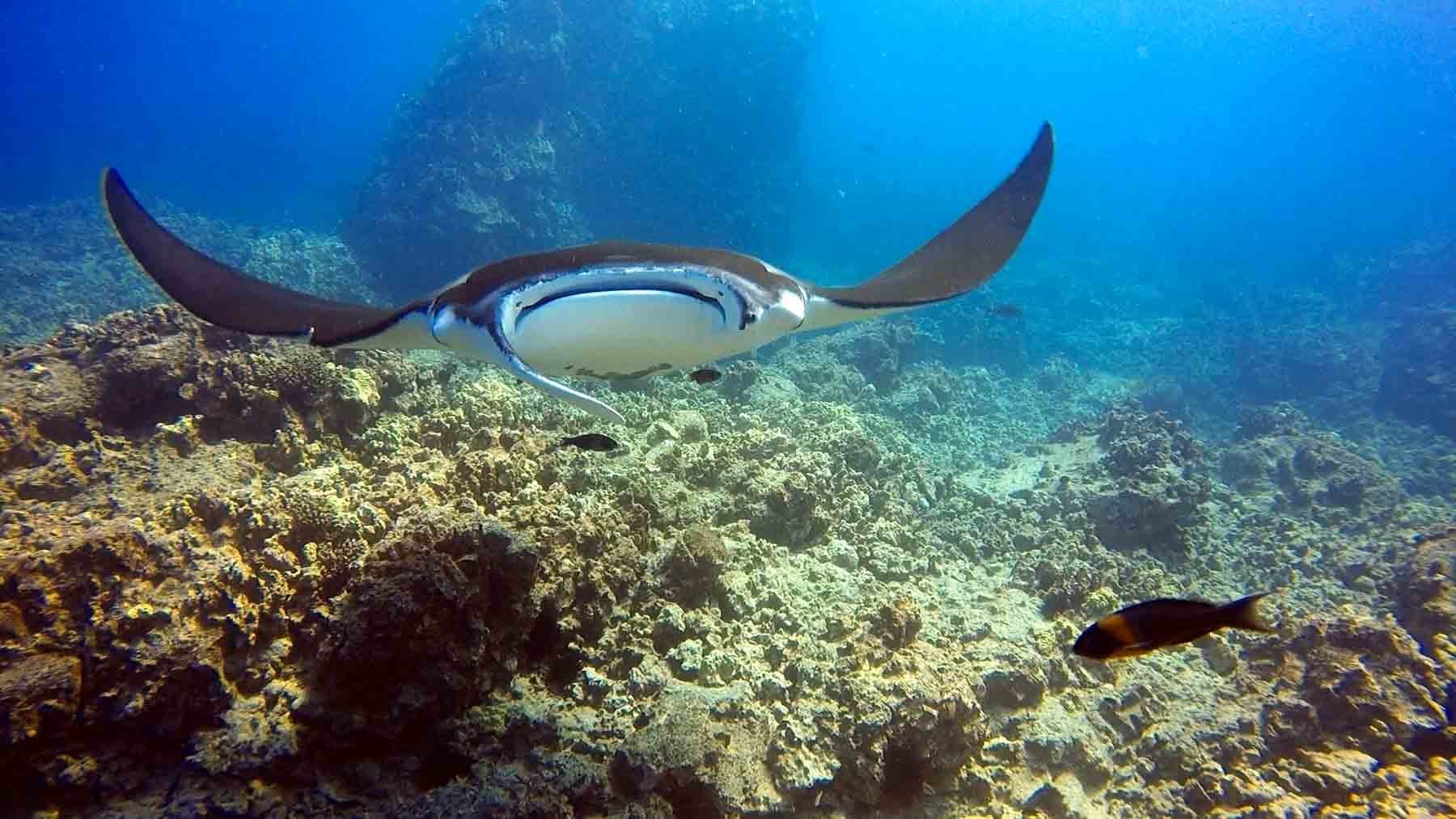2-Tank Local Morning Dive Charter