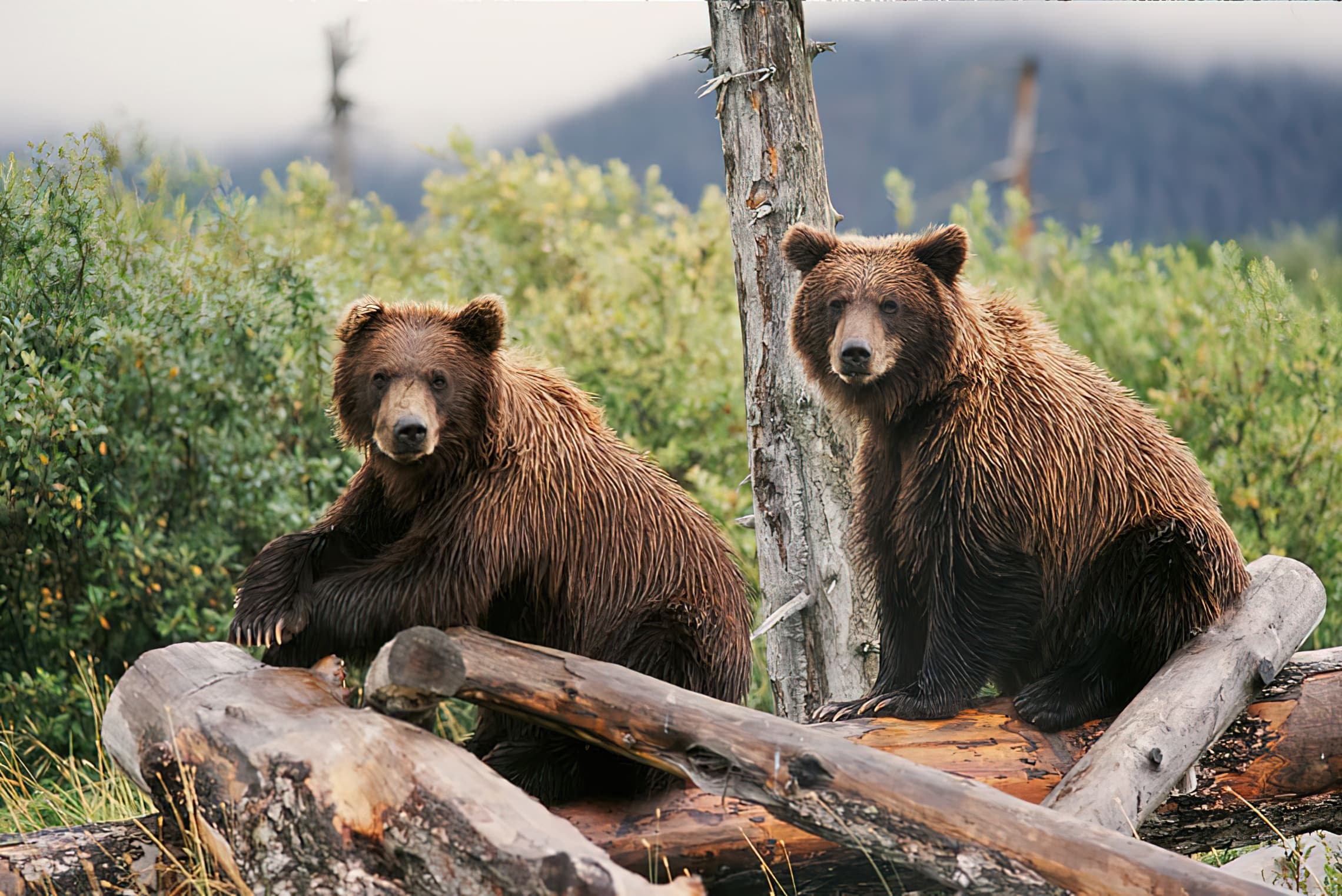Anchorage to Whittier Turnagain Arm Tour