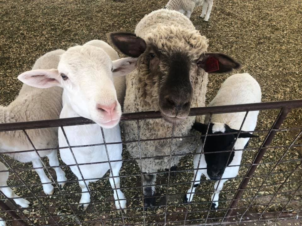Petting Corral Admission