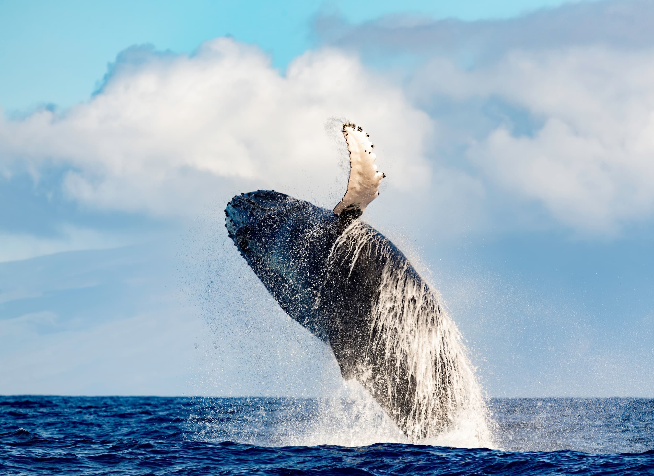 Waikiki Whale Watch