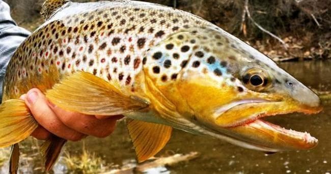 Full day Fly Fishing - One person
