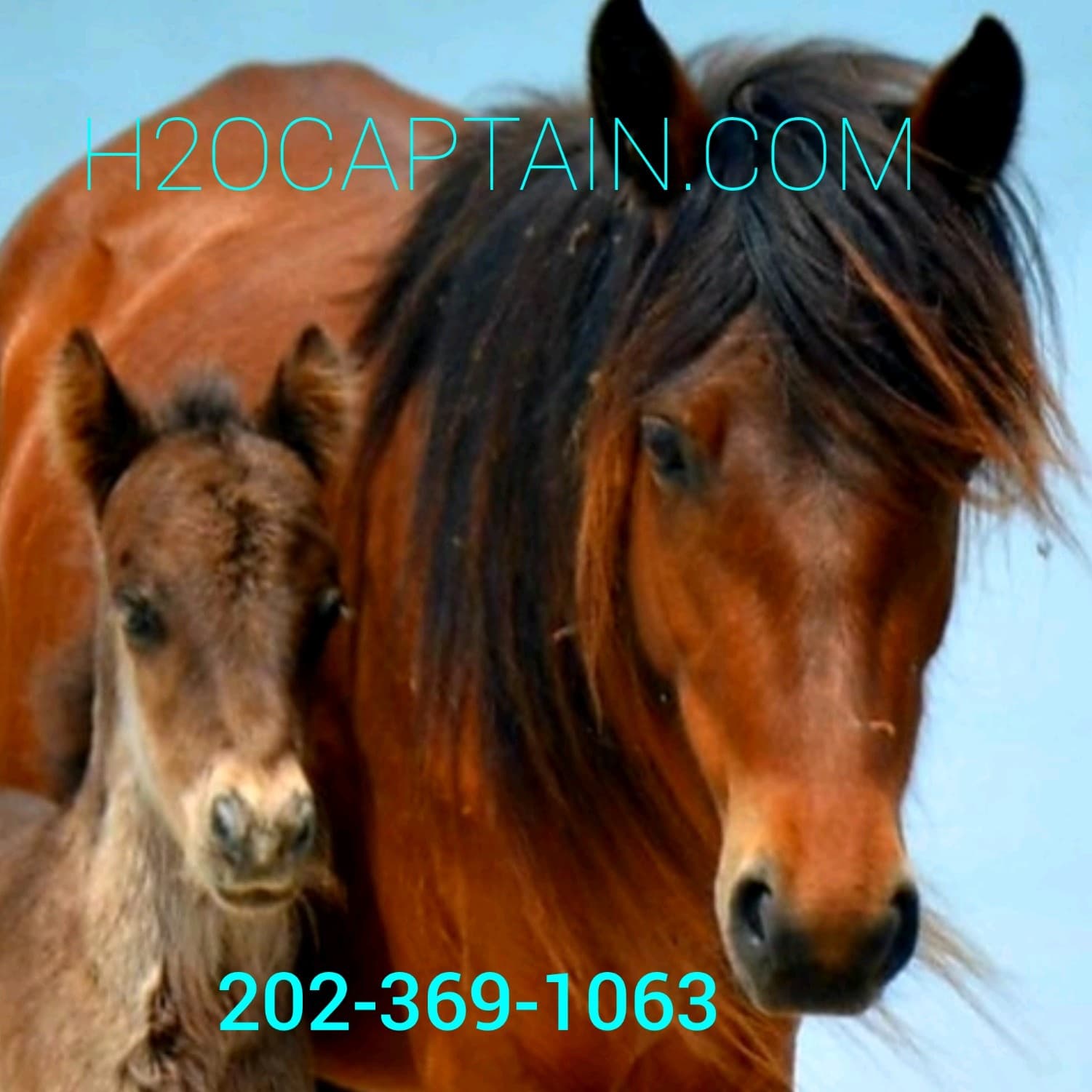 BWB Repeat • Boat, Walk, Beach...Repeat aka Wild Horses & Great Shelling! Private Excursion