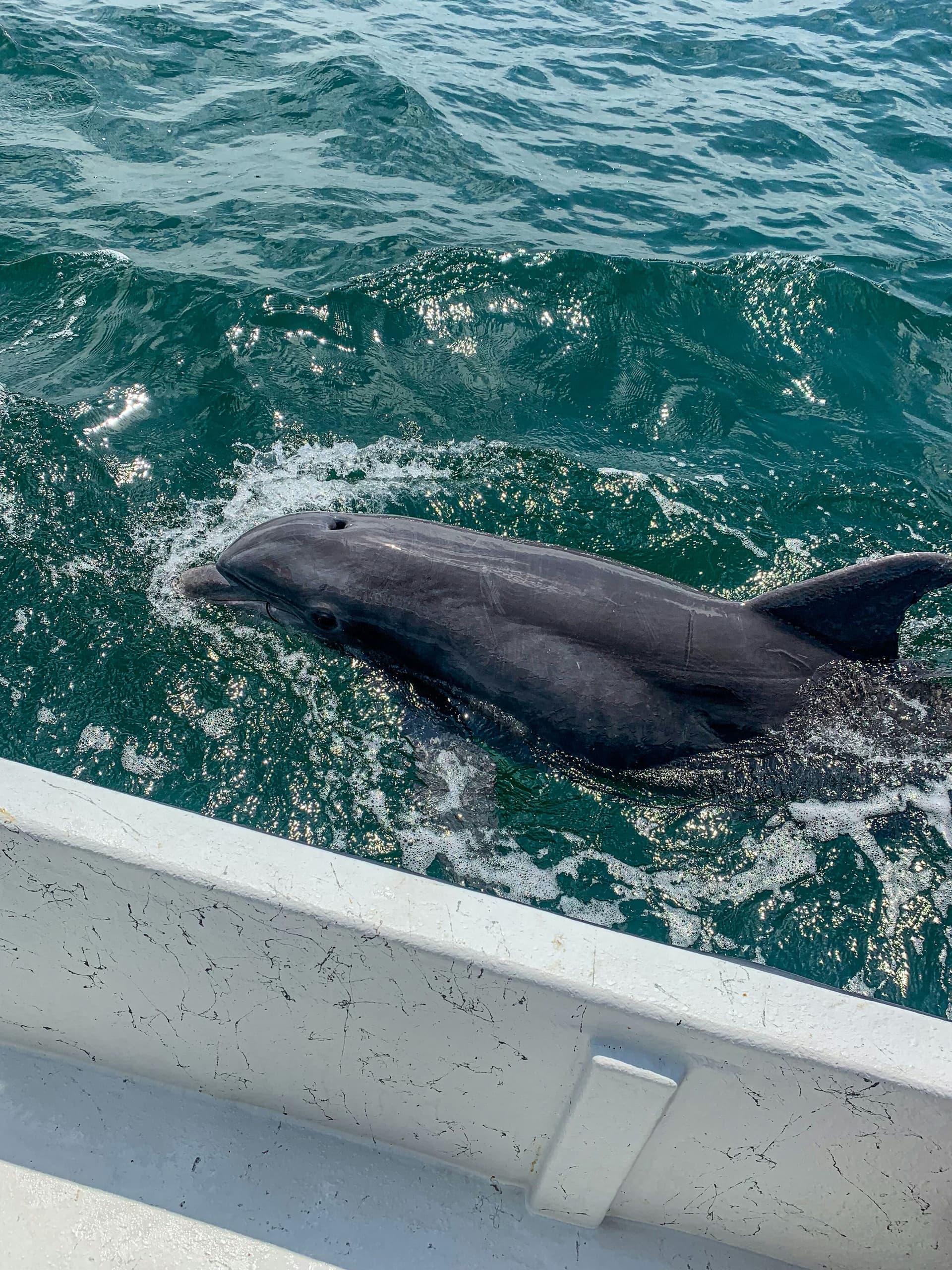 2 Hour Dolphin Cruise
