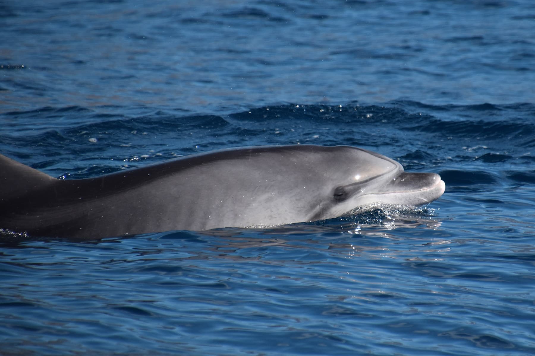 Denia Whale & Dolphin Observation (Private Experience)