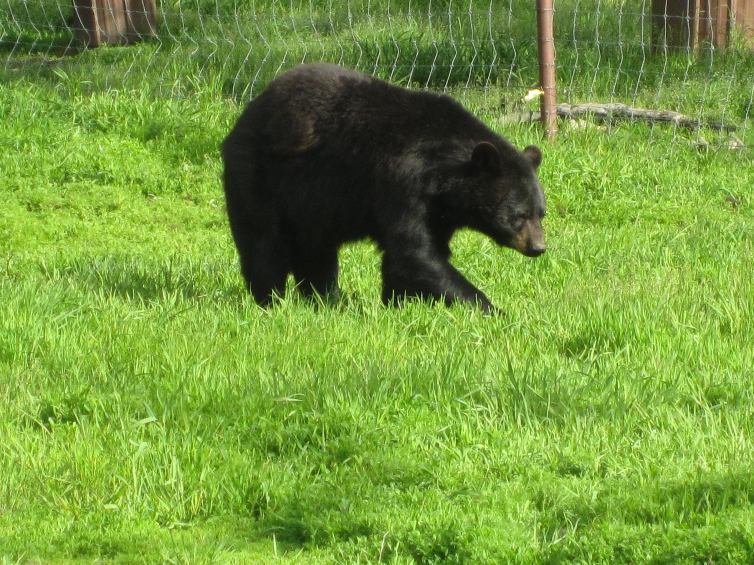 Alaska Wildlife Conservation Center and Turnagain Arm Tour w/Alyeska Tram