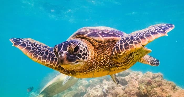 Turtle Snorkeling Adventure