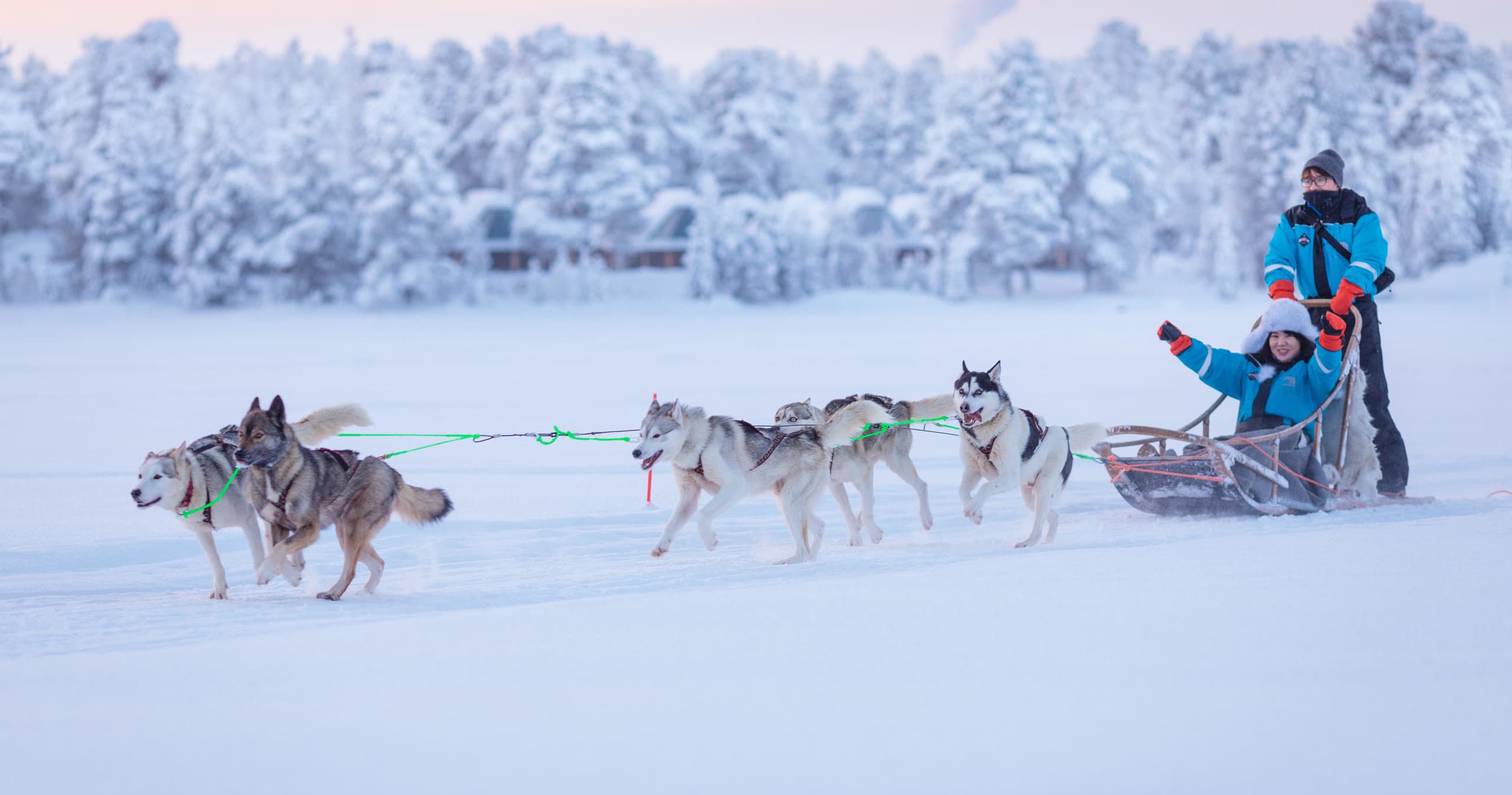 Husky Safari