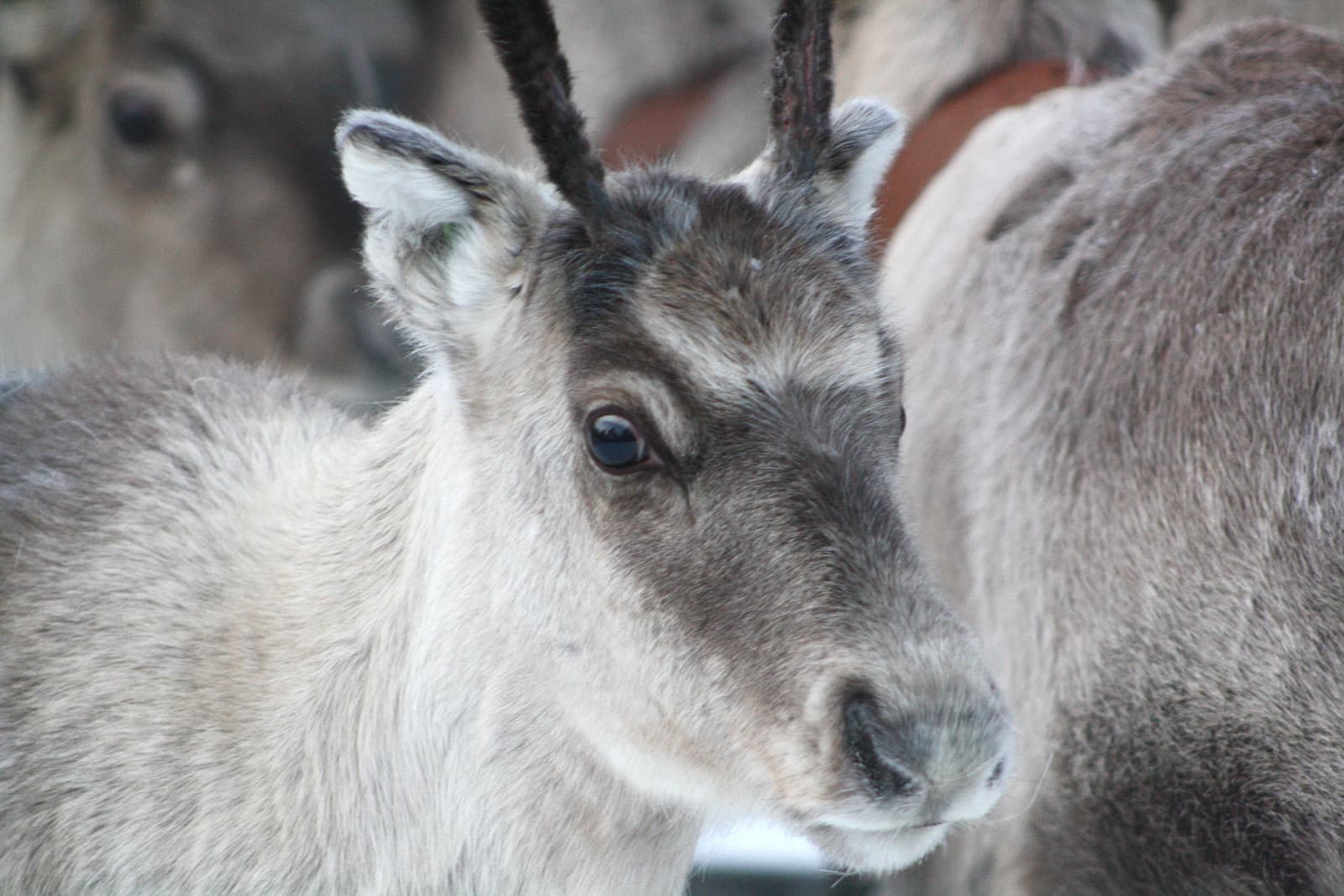 [R3] Reindeer Day (2,5–3h)