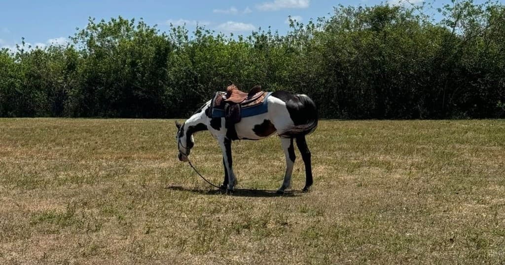 Horseback Trail Ride
