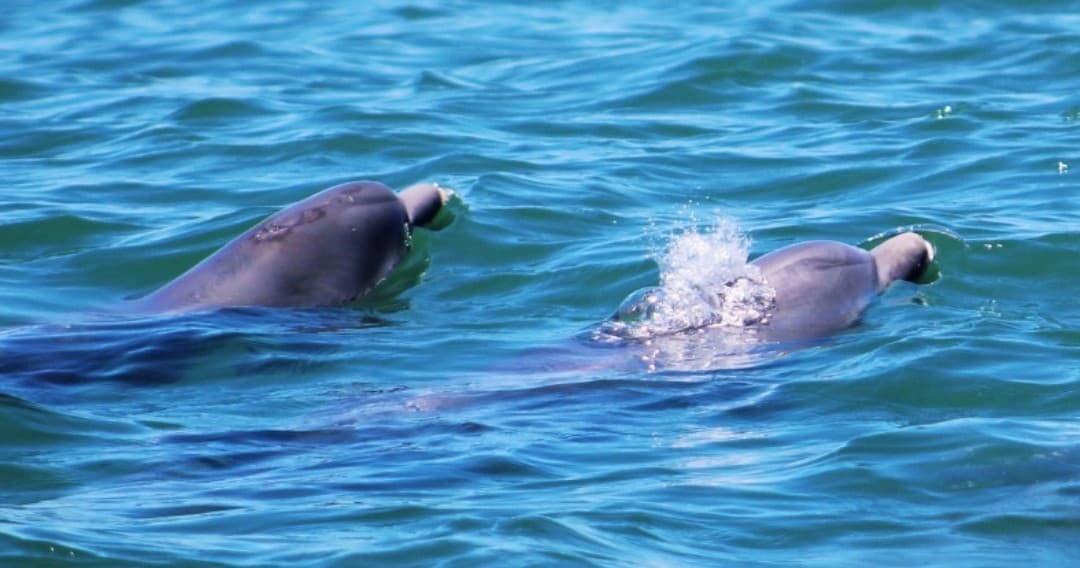 3 Hour Shell Island Dolphin Boat Tour
