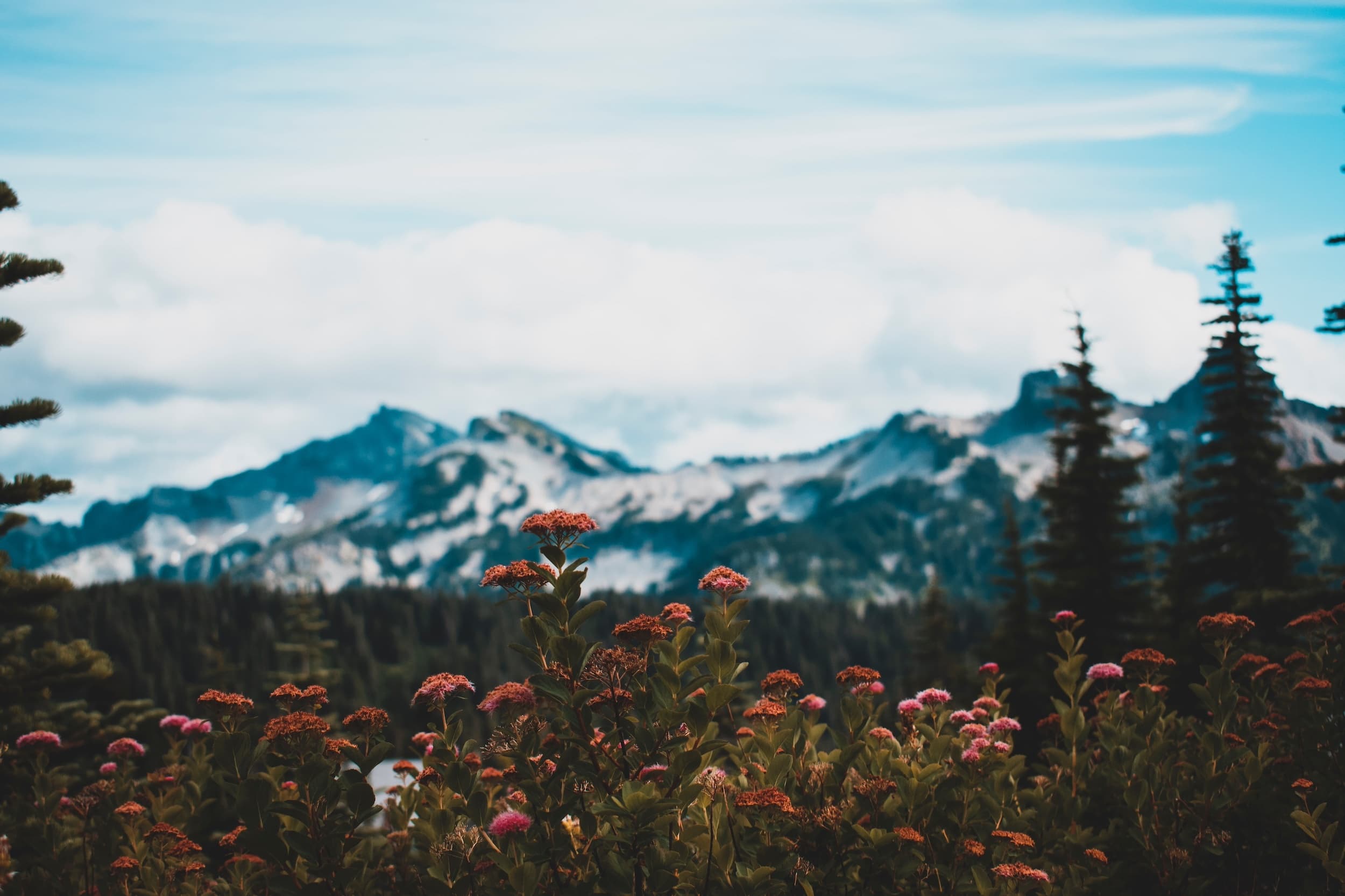 Mount Rainier NP Full Day Private Tour and Hike (Seattle)