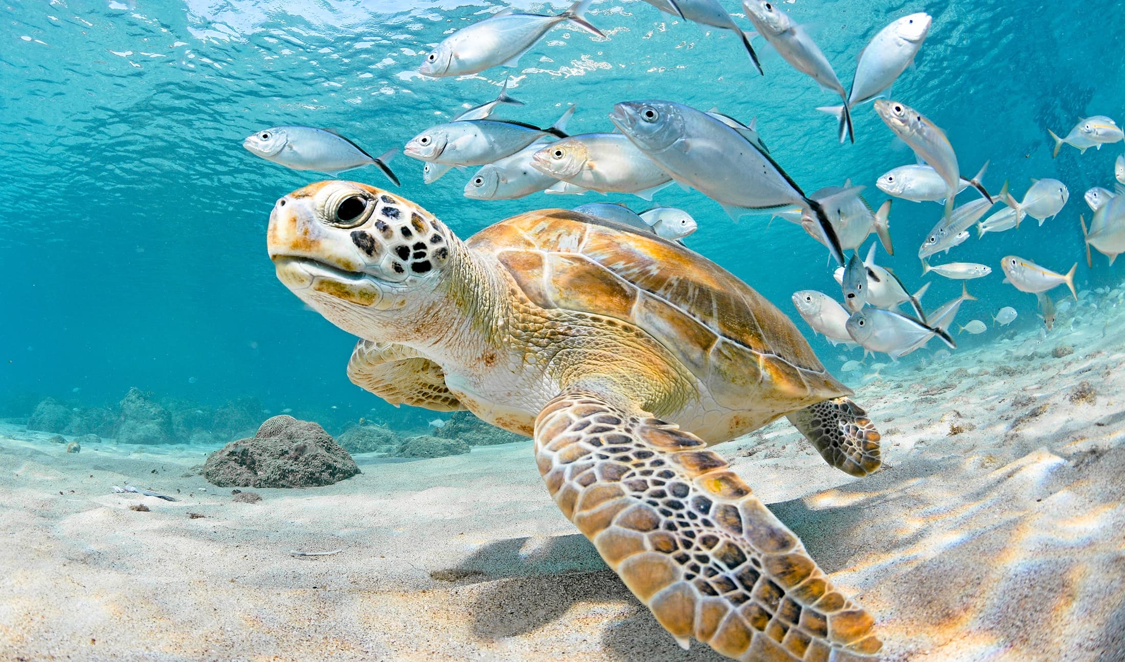 3pm Shallow Reef Snorkel Tour