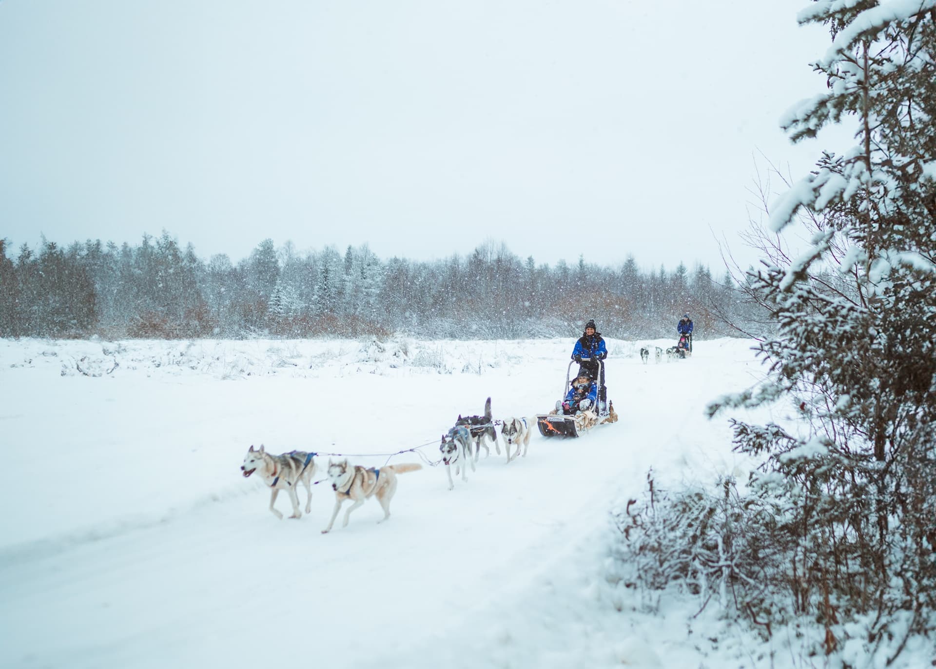 Early winter Husky Sled Ride 3 km